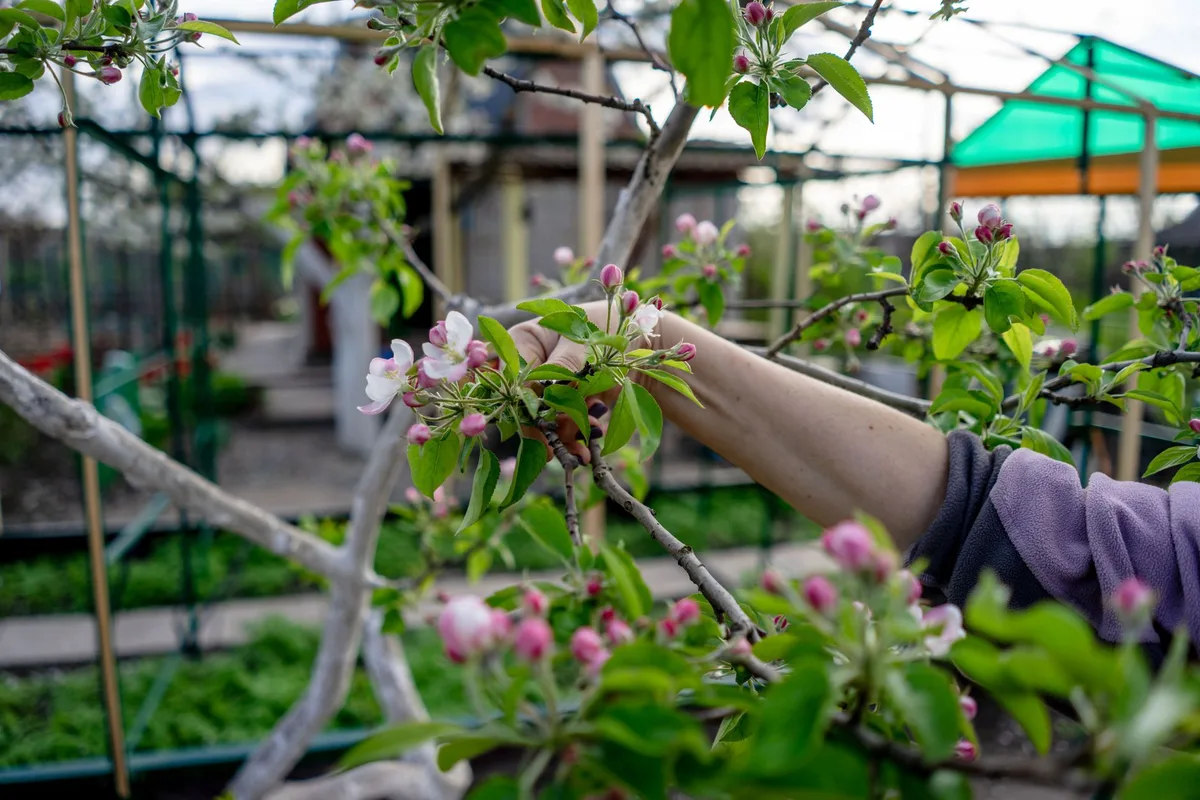 Pommier palissé avec branches fixées sur des fils de tension horizontaux contre des poteaux en bois