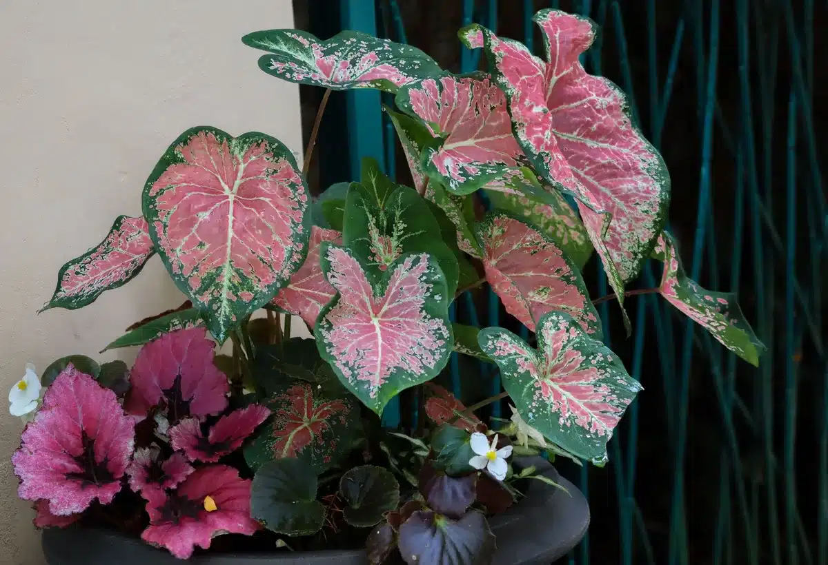 Différentes variétés de bégonias en pots, certains avec feuillage décoratif et autres en fleur