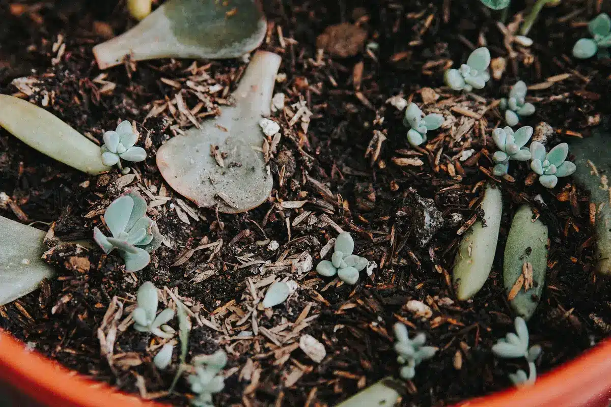 Boutures de bégonia en terreau humide dans un pot couvert pour maintenir l'humidité
