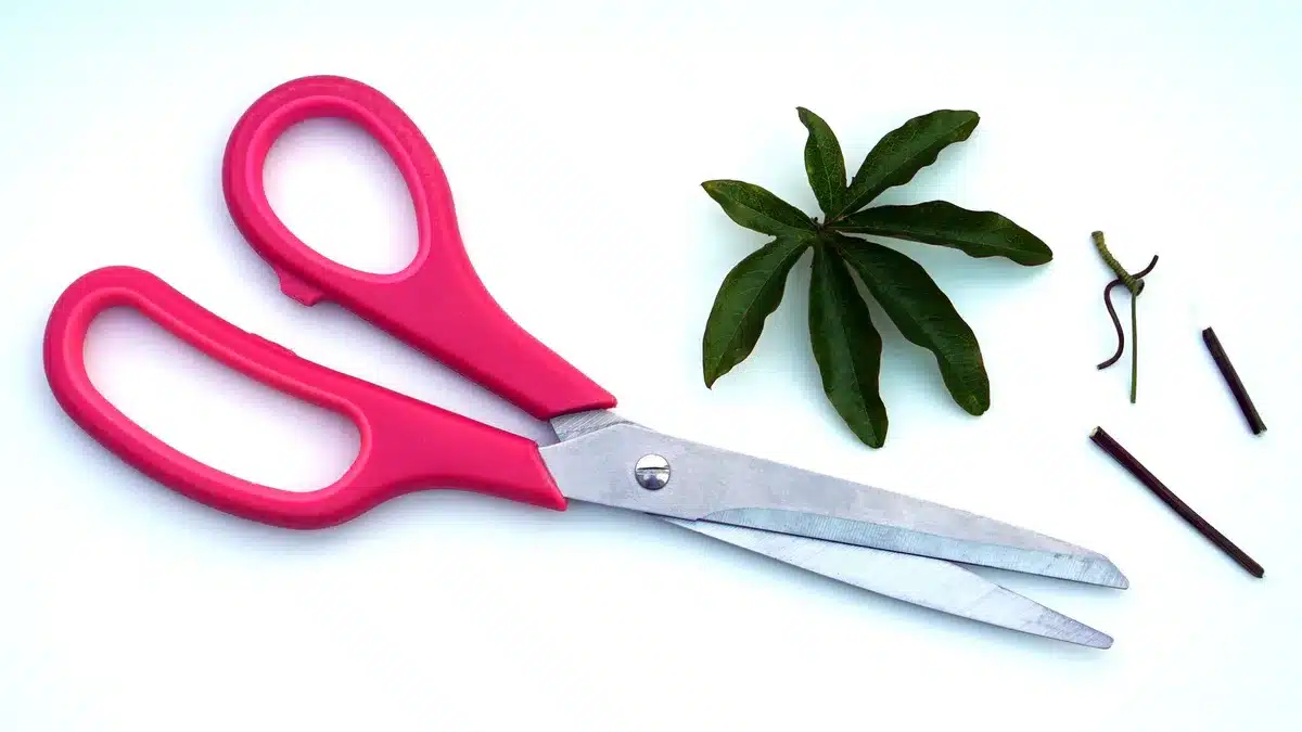 Préparation d'une tige d'hortensia : coupe en biais avec un sécateur propre