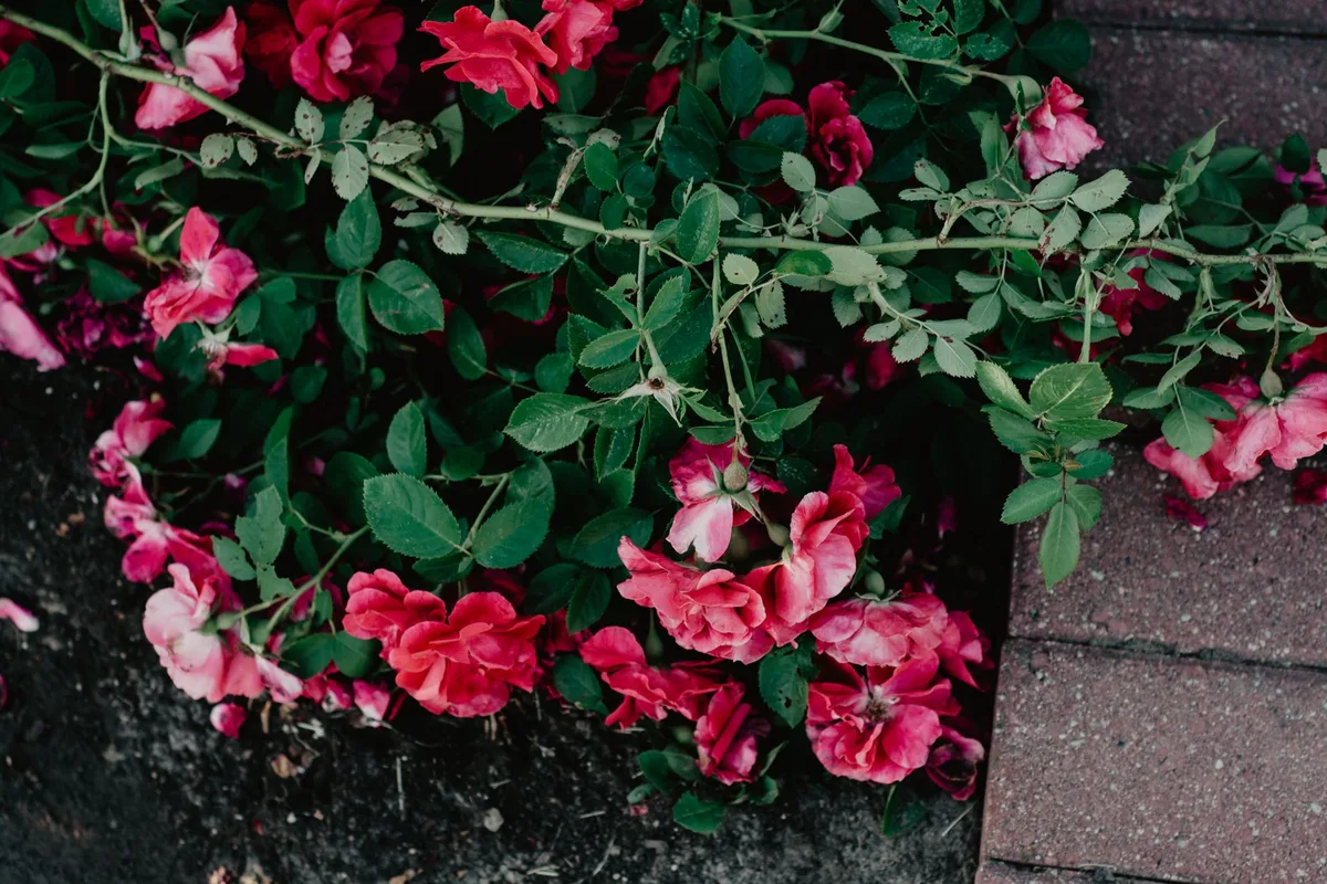 Rosiers couvre-sol étalés et fleuris sur un talus en pente