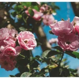 Découvrez 12 rosiers résistants aux maladies à planter dans votre jardin