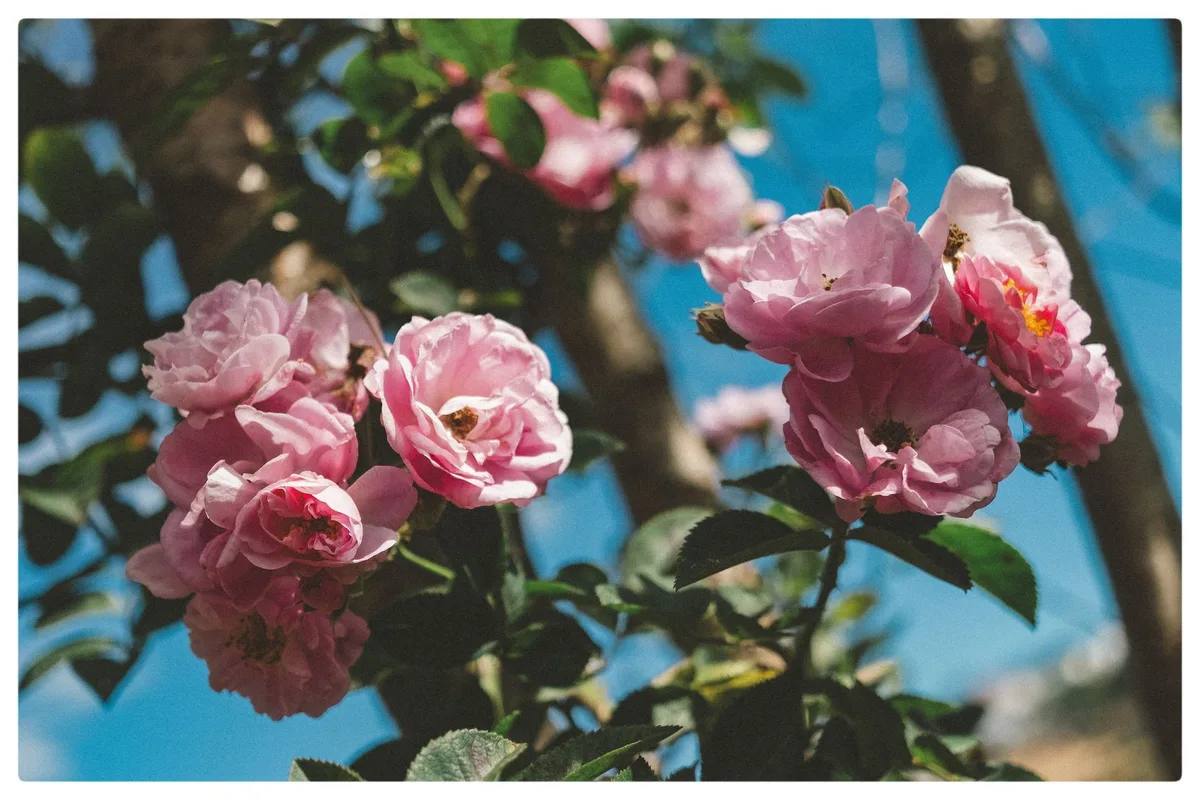Rosiers en fleur avec un feuillage sain et dense dans un jardin ensoleillé