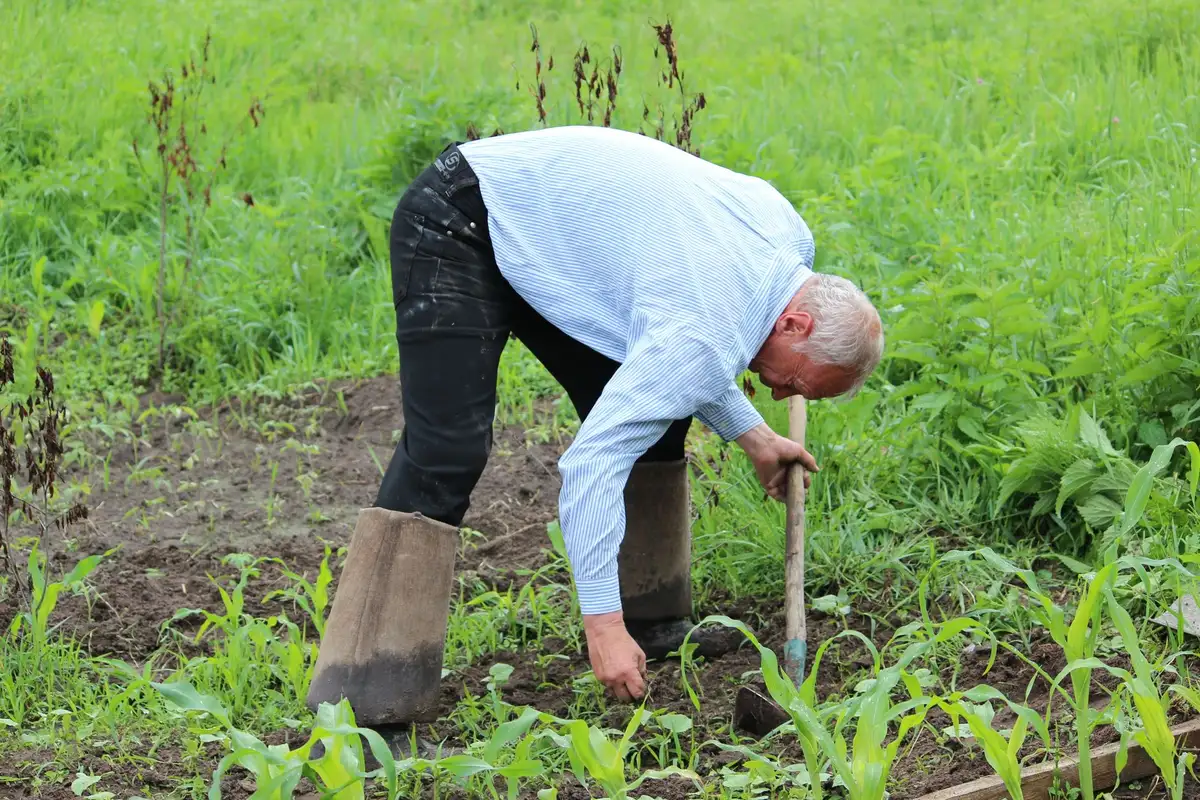 Gants de jardinage tenant une binette au-dessus d'un potager avec mauvaises herbes et sol