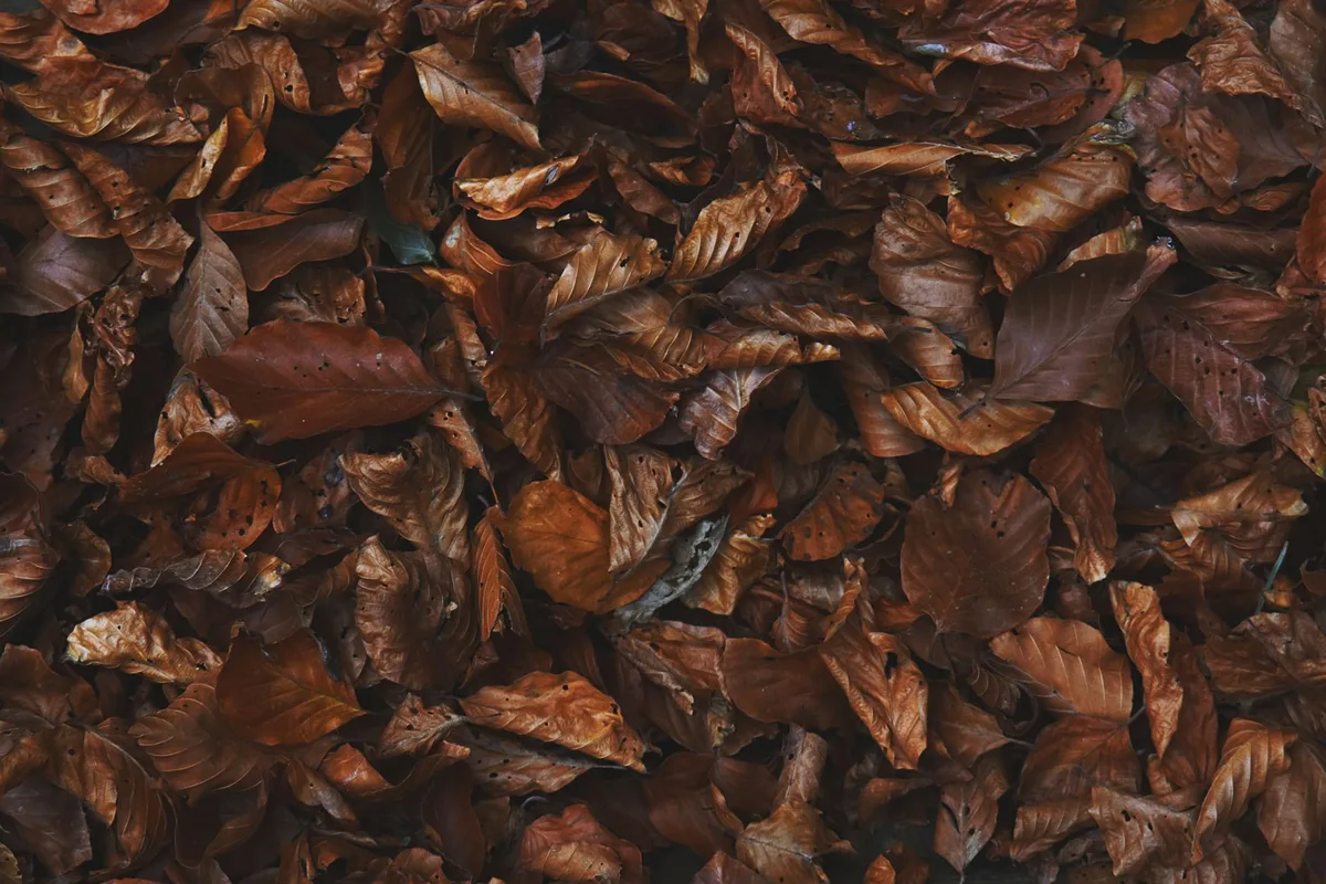Couche de feuilles mortes couvrant le sol du jardin