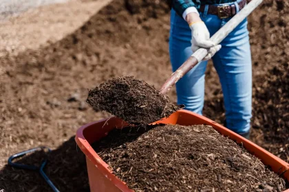 Mains étalant du compost riche sur la terre d'un jardin avec des jeunes plants