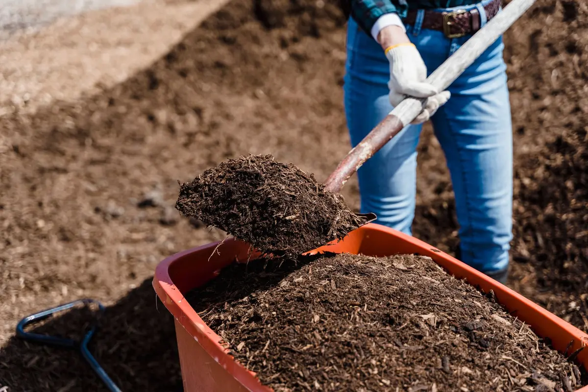 Mains étalant du compost riche sur la terre d'un jardin avec des jeunes plants