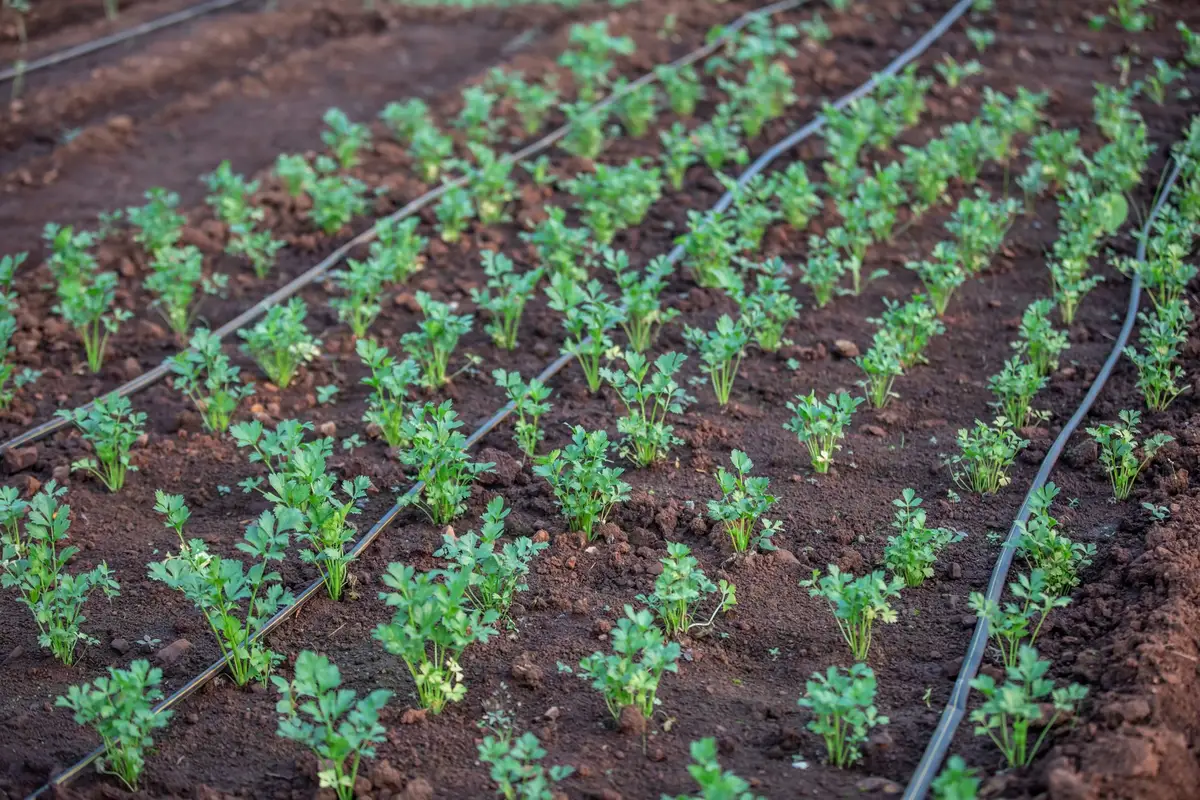 Système de goutte-à-goutte arrosant directement les racines d'une plante en pot