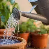 Dix astuces pour réduire l’arrosage des plantes en pot