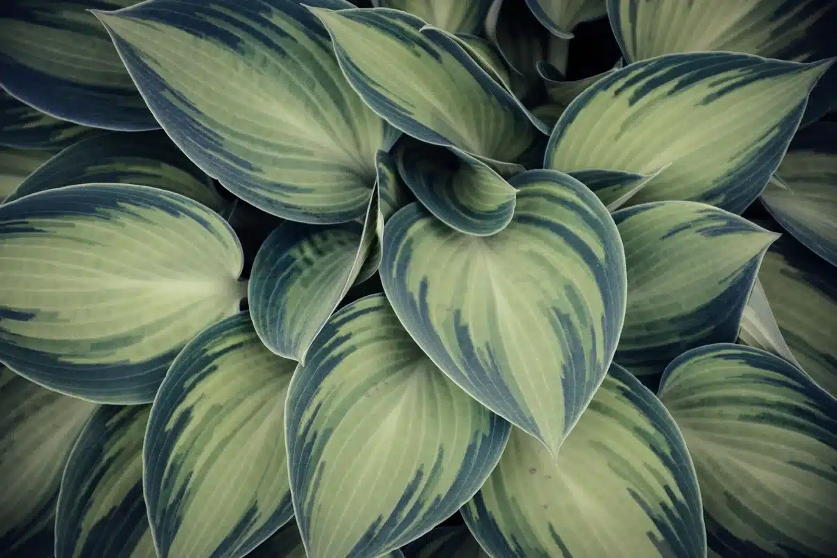 Feuillages panachés de hostas et heuchères créant des tapis lumineux dans une zone ombragée du jardin