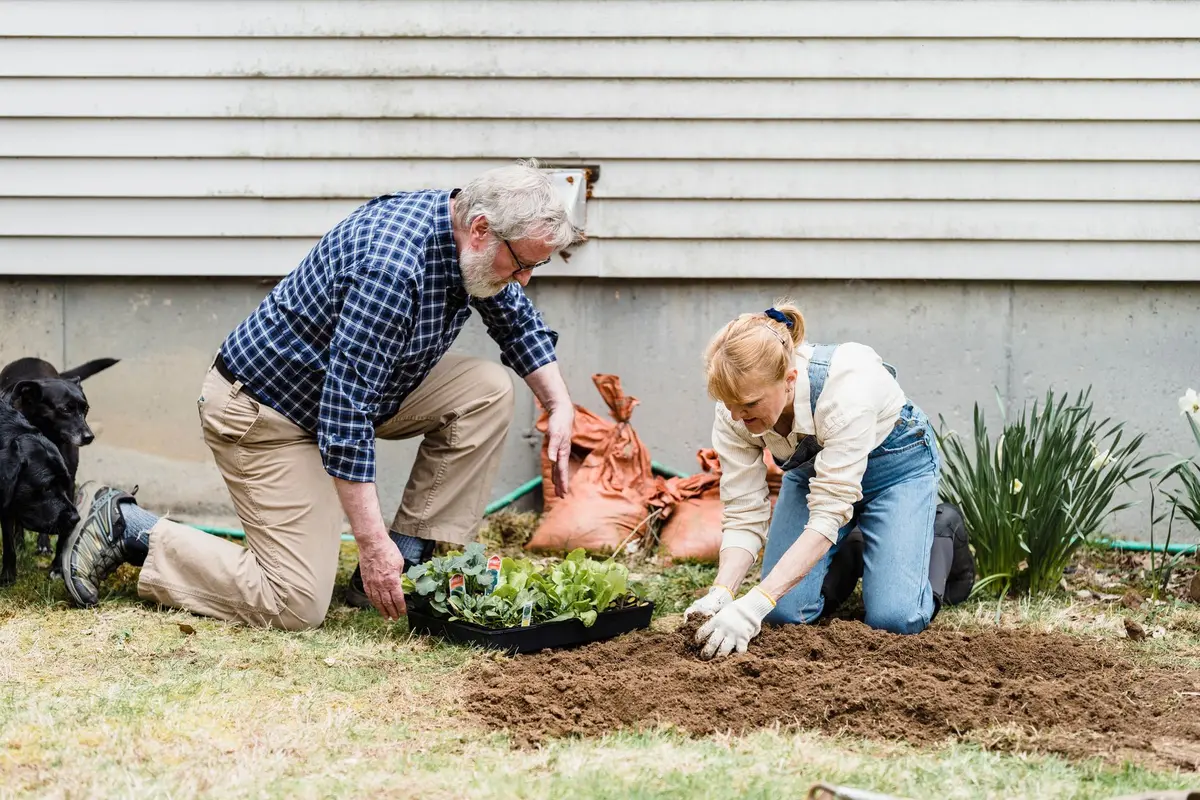 Mains préparant le sol enrichi de compost pour planter un massif d'automne à l'ombre