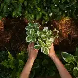 Dix plantes colorées pour un massif à l’ombre et conseils de plantation