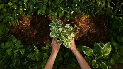 Dix plantes colorées pour un massif à l'ombre et conseils de plantation