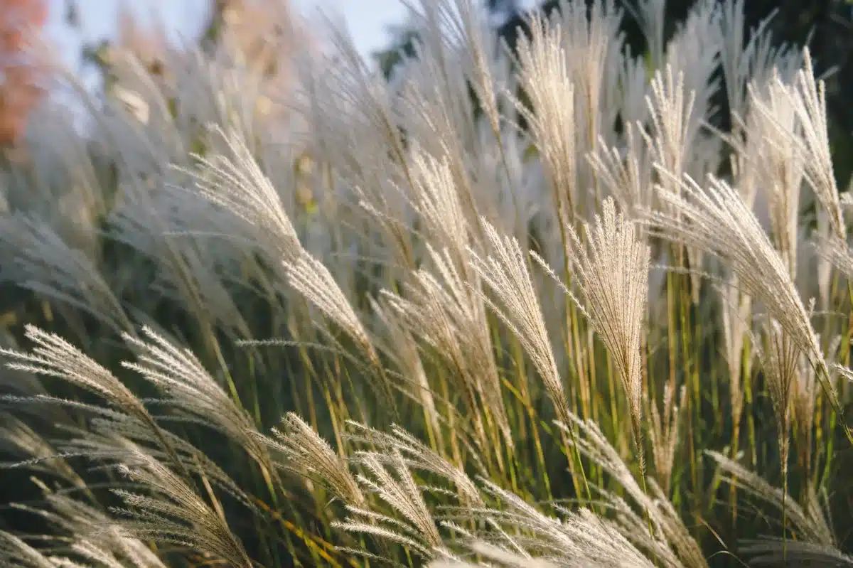 Graminées ornementales créant un écran semi-transparent dans un jardin