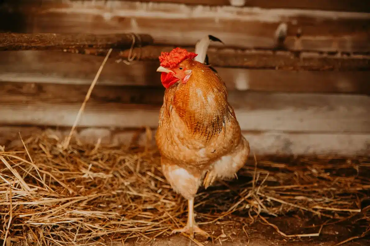 Petite poule aux pattes emplumées dans un poulailler avec perchoirs bas