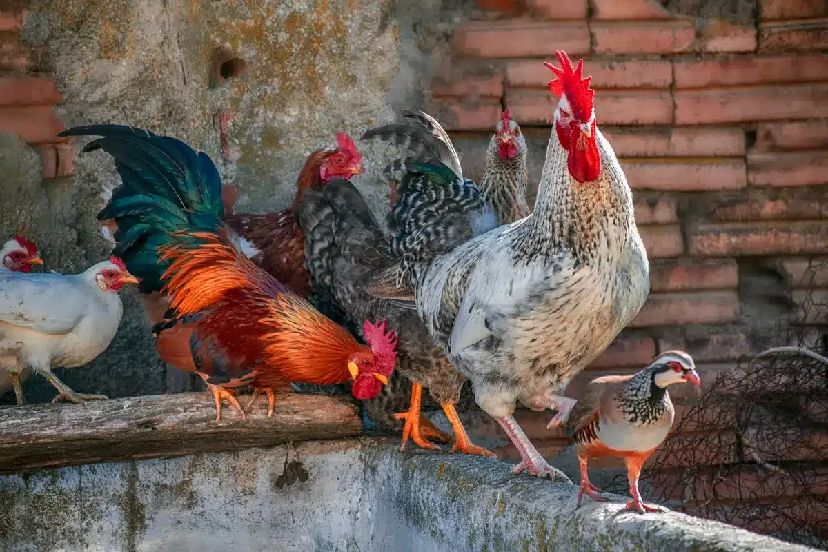 Poules naines de différentes couleurs de plumage : millefleur, lavande et porcelaine