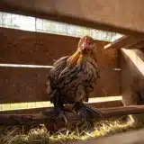 Guide complet de la poule sabelpoot : caractéristiques, élevage et soins