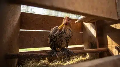 Guide complet de la poule sabelpoot : caractéristiques, élevage et soins