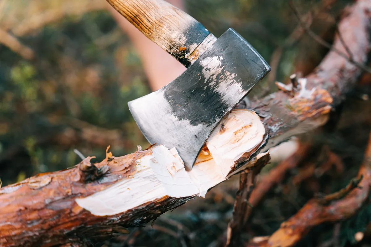 Application d'un mastic protecteur sur une branche d'arbre fraîchement coupée