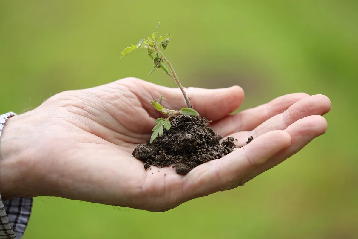 Jeunes plants de légumes rustiques : épinards, carottes et pommes de terre en croissance