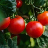 Potager en montagne : 10 astuces pour surmonter les contraintes et bien choisir ses cultures