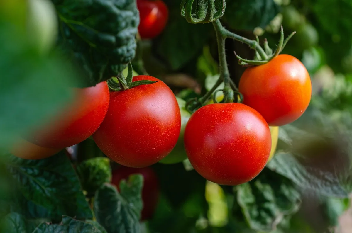 Potager en montagne avec planches surélevées, paillis protecteur et pics enneigés en arrière-plan