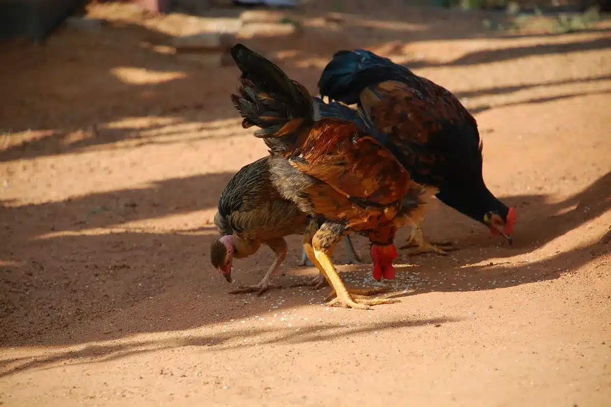 Poule picotant des graines et des légumes dans une cour extérieure herbeuse