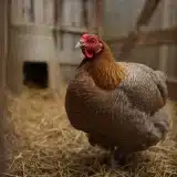 Poule Brahma : caractéristiques, élevage et conseils pratiques