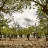 Pourquoi les bastides provençales séduisent-elles toujours autant ?