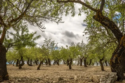 Bastide provençale en pierre avec toiture en tuiles, entourée d'oliviers et de jardins en restanques sous la lumière méd