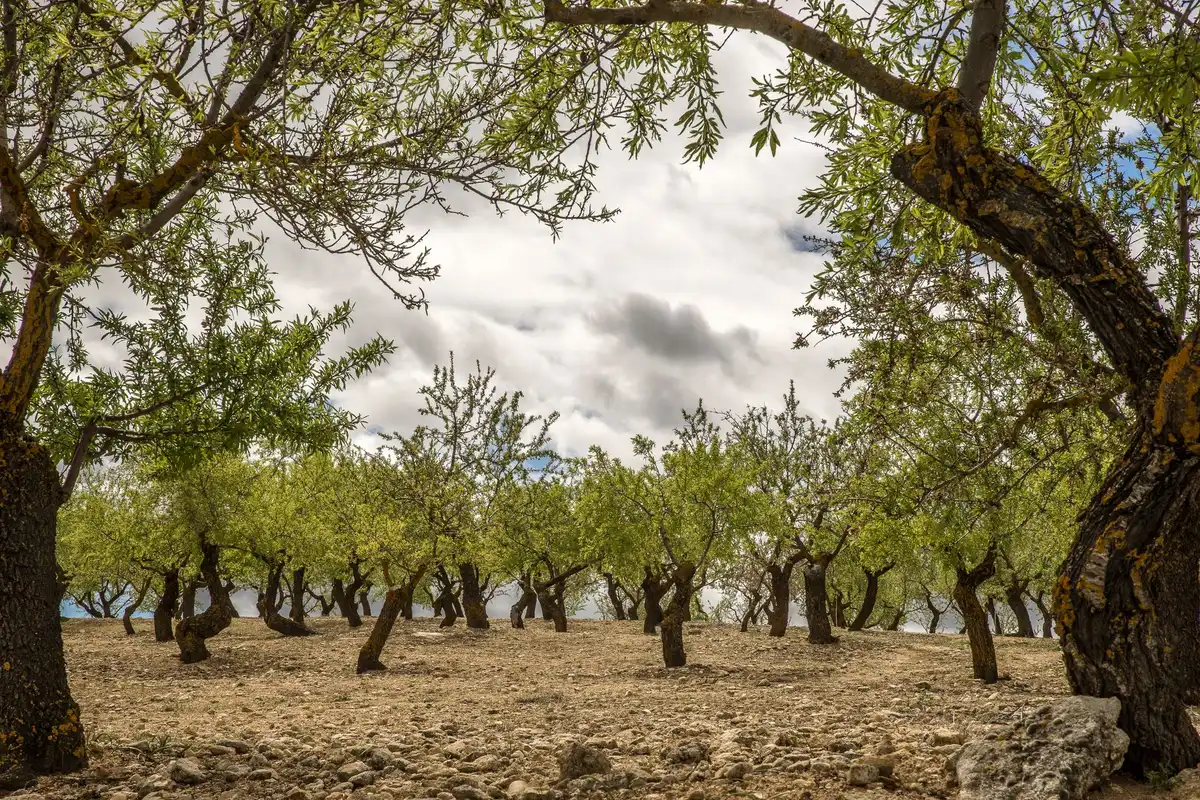 Bastide provençale en pierre avec toiture en tuiles, entourée d'oliviers et de jardins en restanques sous la lumière méd