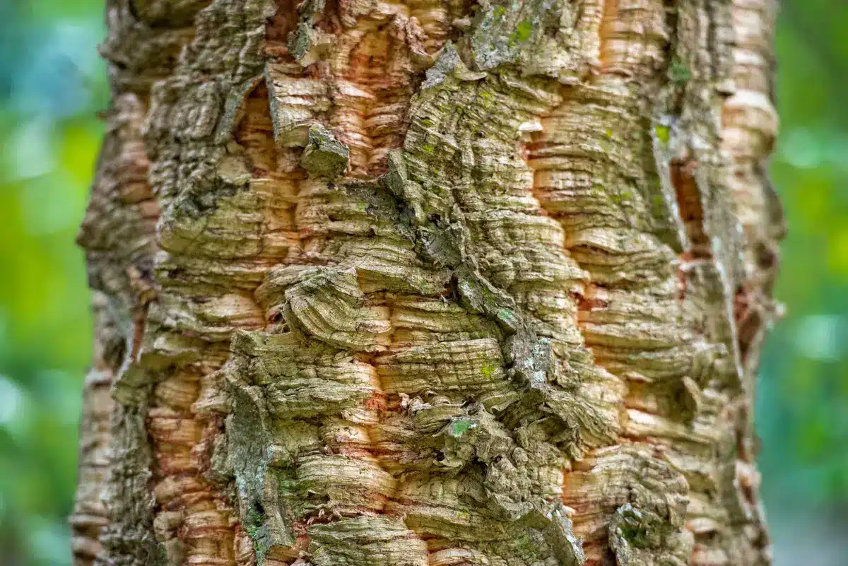 Détail de l'écorce de chêne-liège montrant sa structure naturelle granuleuse
