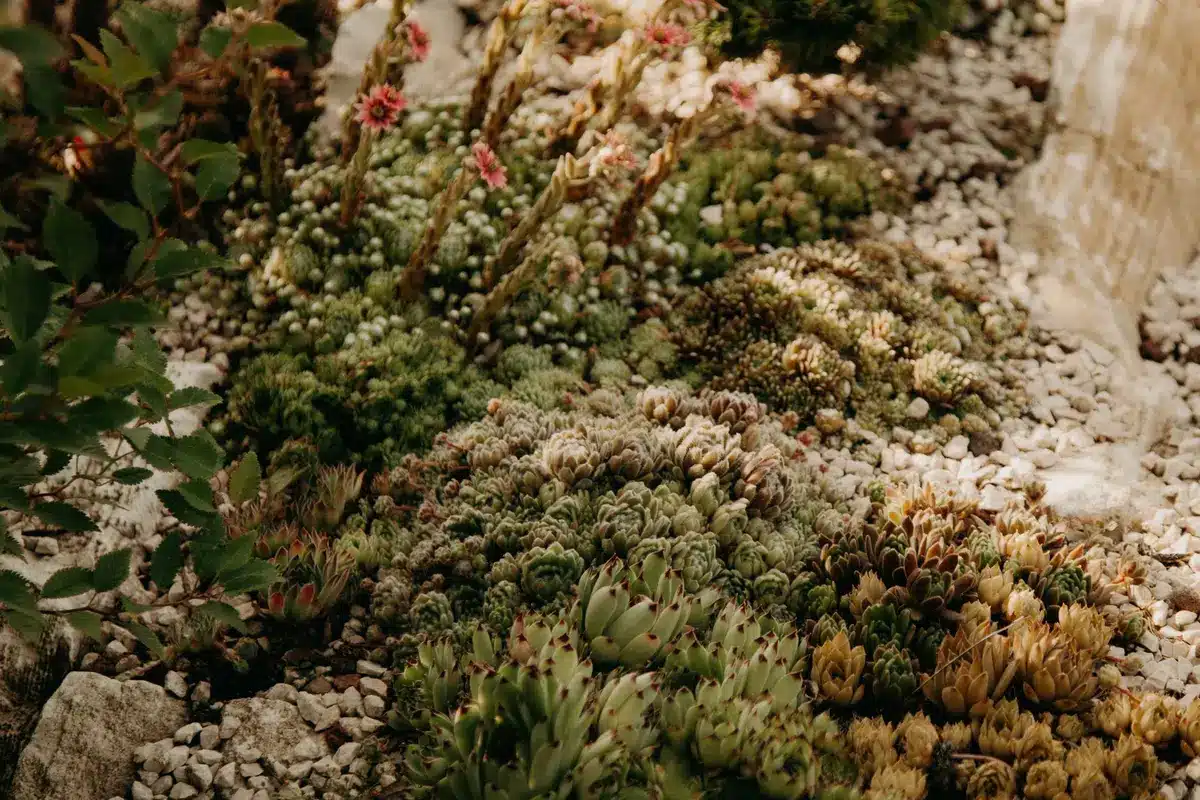 Rocaille composée de plantes variées aux feuillages argentés et fleurs colorées