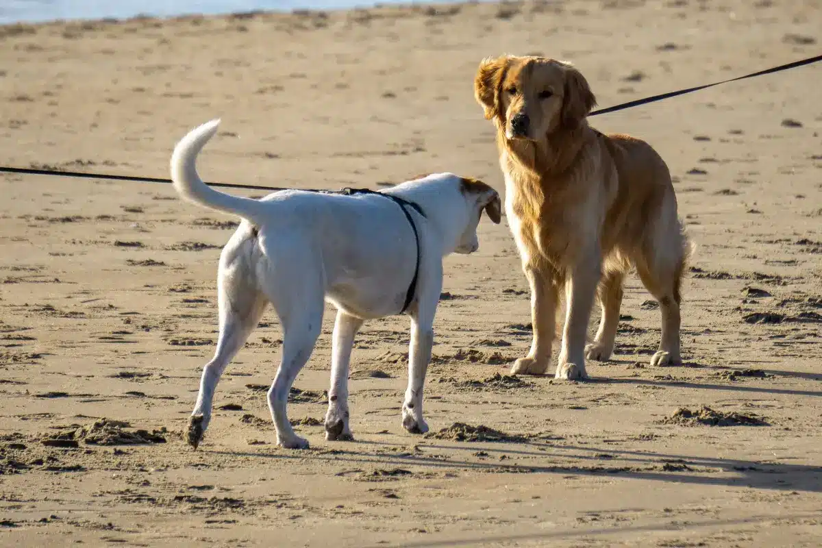 Chien en laisse dans un couloir d'immeuble avec d'autres résidents