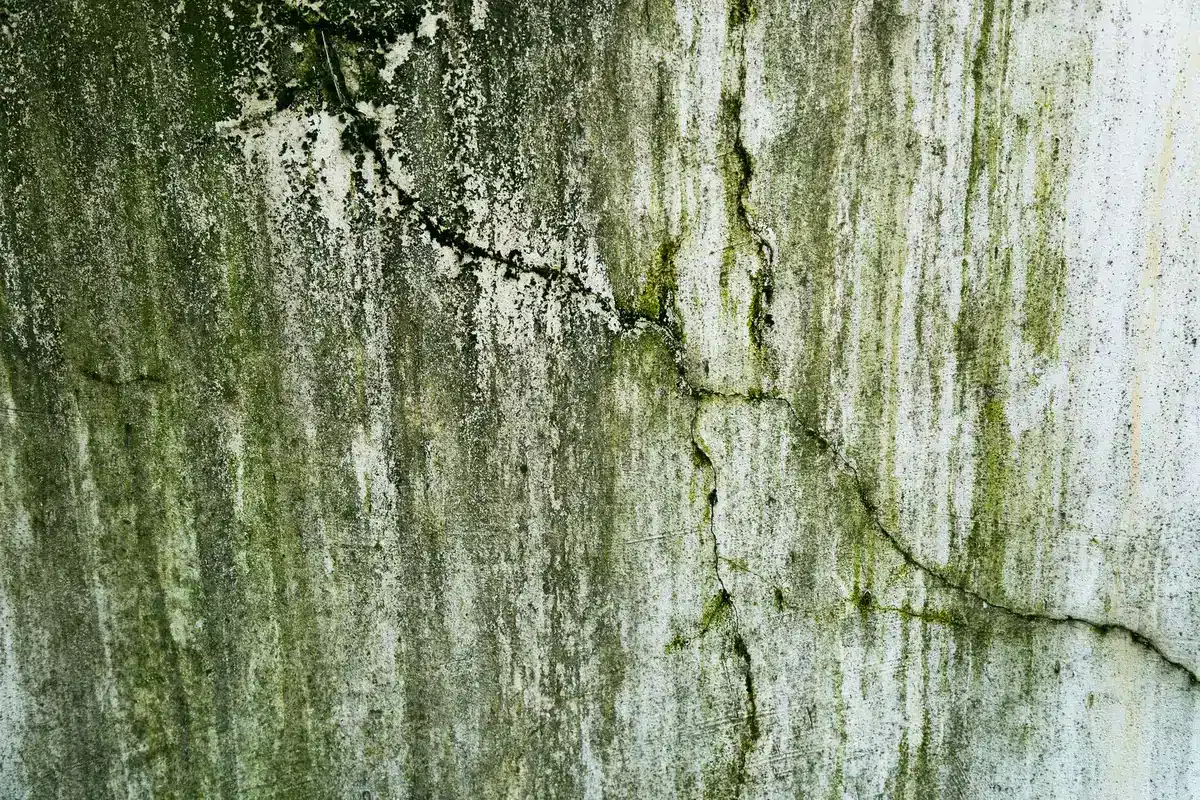 Murs de cave affectés par l'humidité et les remontées capillaires, moisissures visibles