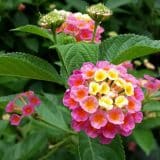 Découvrez 10 plantes faciles et peu exigeantes en eau