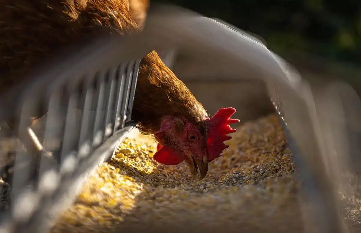 Poule mangeant des grains et des légumes frais dans une basse-cour