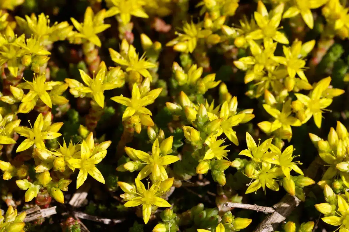 Associations de lavande, thym et sedum formant des coussins floraux parfumés