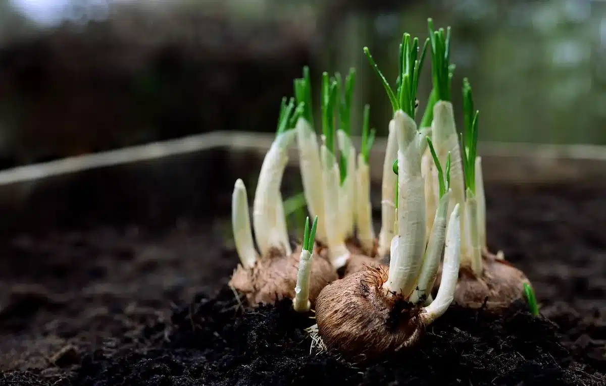 Pots de fleurs avec terreau couvert et protections amovibles autour