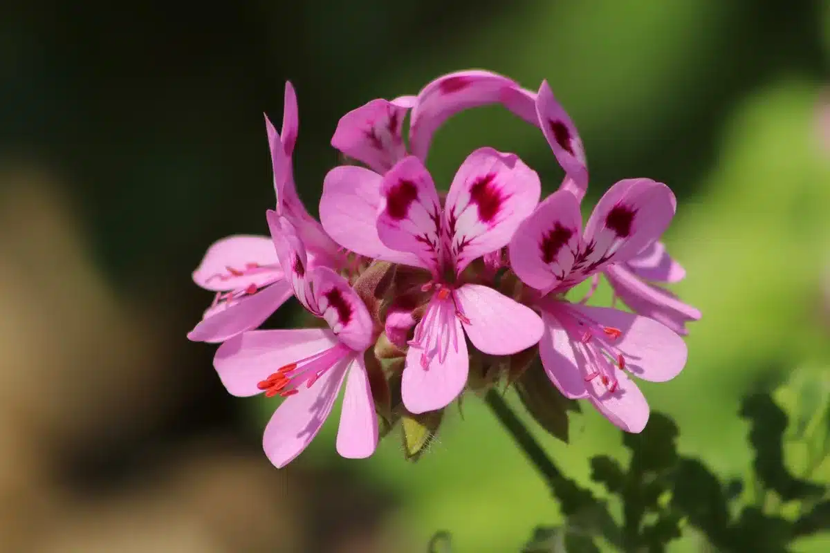 Boutures de géranium placées dans petits pots de substrat sableux