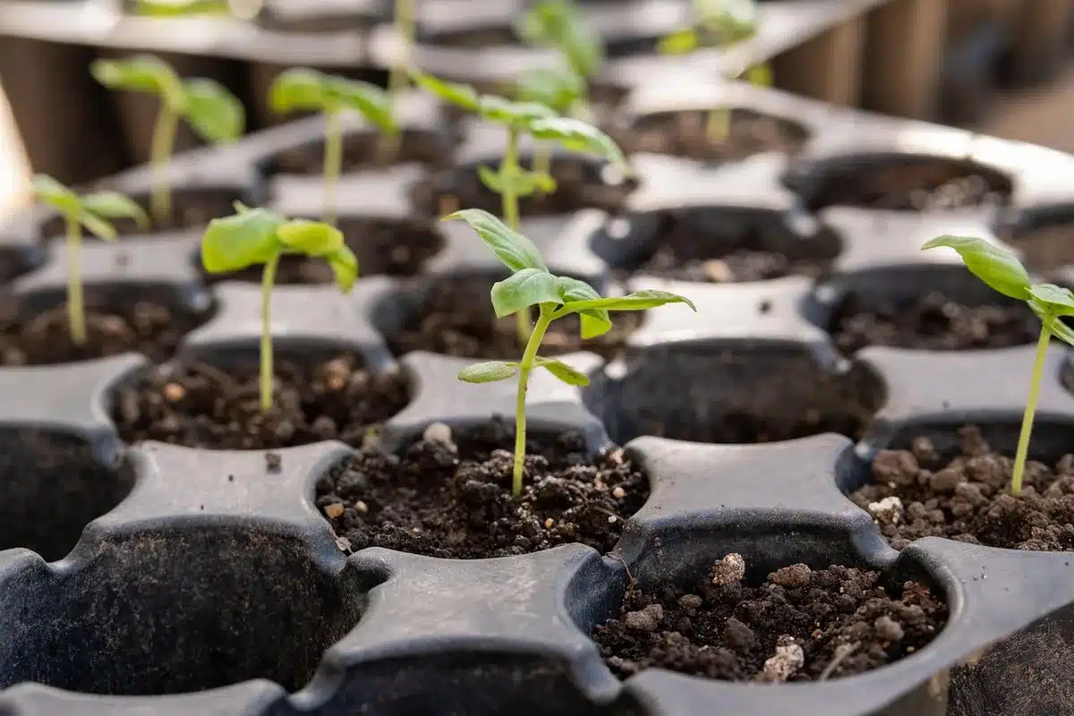 Mini-serre chauffante avec jeunes plants en germination