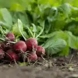 Comment multiplier facilement vos plantes par marcottage ?