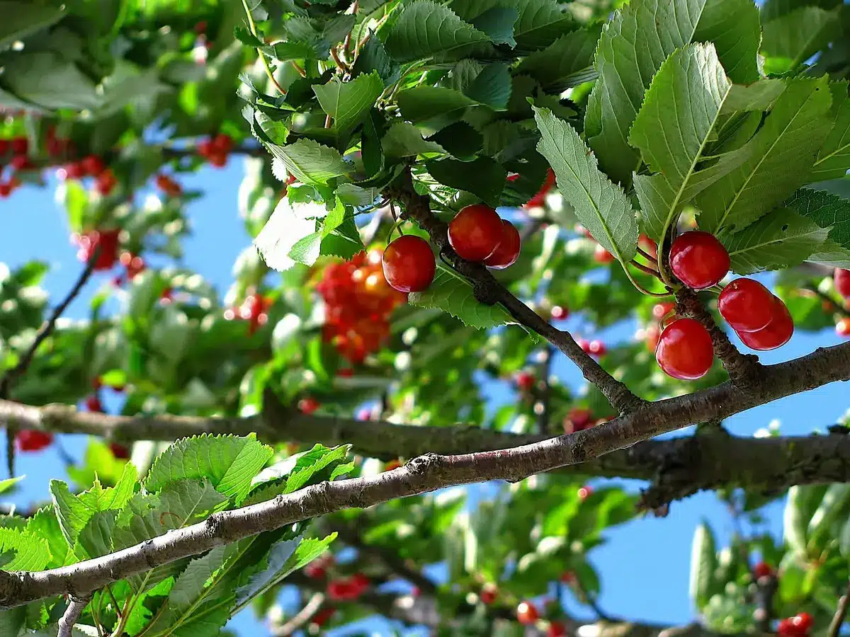 Plantation d'un jeune poirier avec tuteur et mains gantées