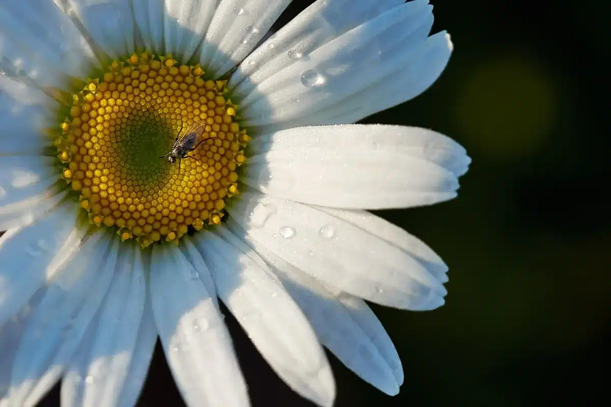 Pollinisation manuelle d'une fleur de poirier avec un pinceau