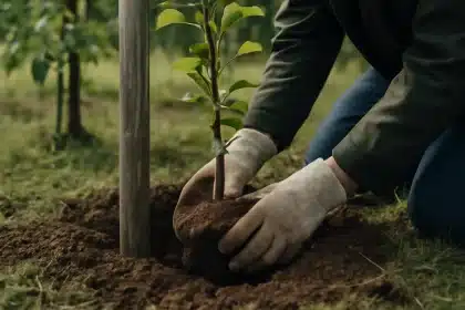 Comment planter et récolter les poires Beurré Hardy ?