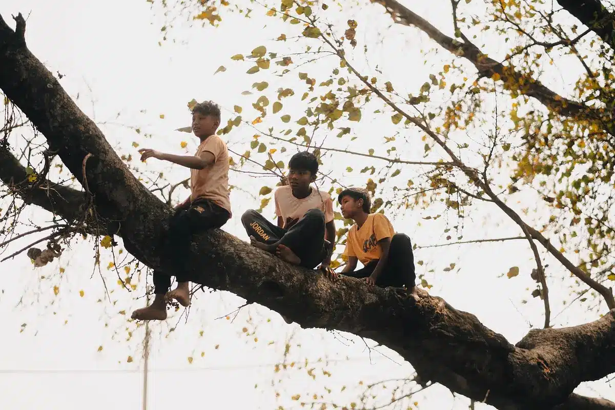 Jardin en plein jour montrant un espace dégagé adapté à un grand arbre