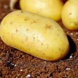 Comment reconnaître et éradiquer le liseron au jardin ?