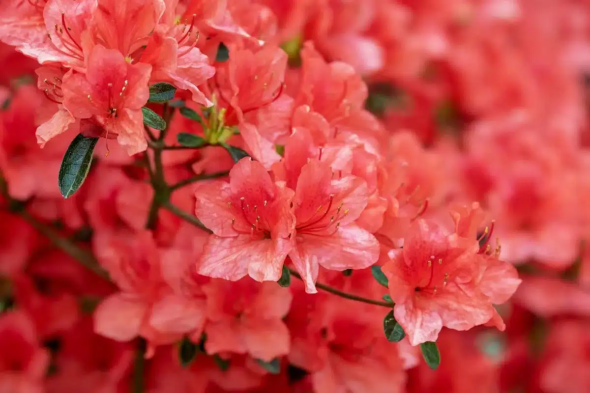 Rhododendron en fleur dans un sol acide bien adapté à ses besoins