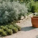 Découvrez 10 plantes faciles et peu exigeantes en eau