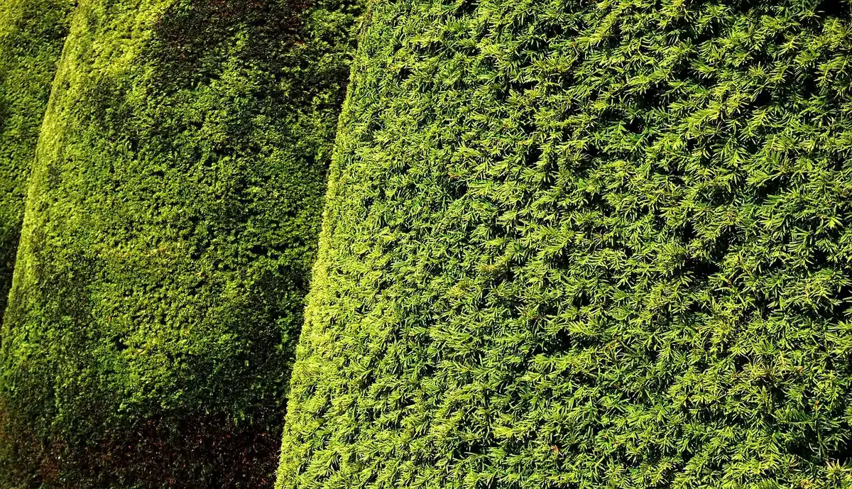 Contraste de feuillages et de hauteurs entre différentes vivaces d'ombre